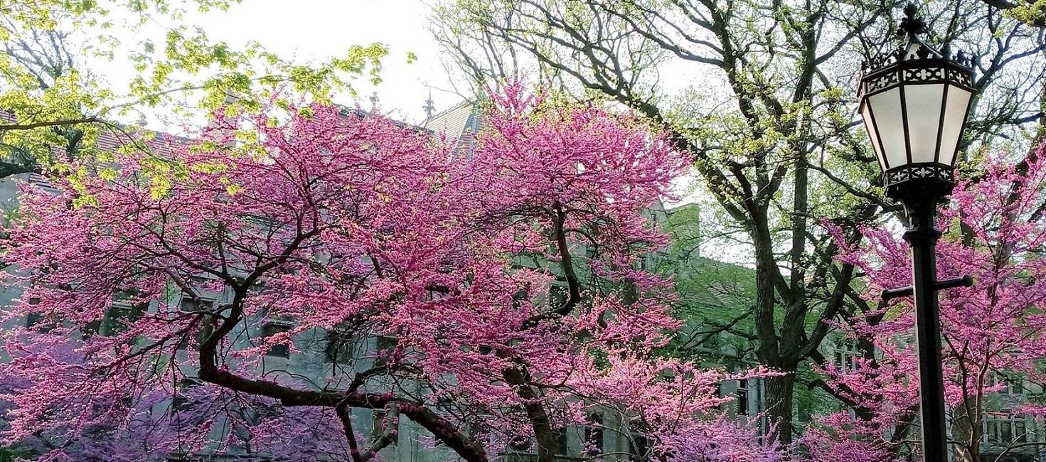 UChicago